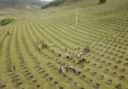 China reforesta una superficie como España