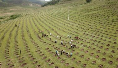 China reforesta una superficie como España